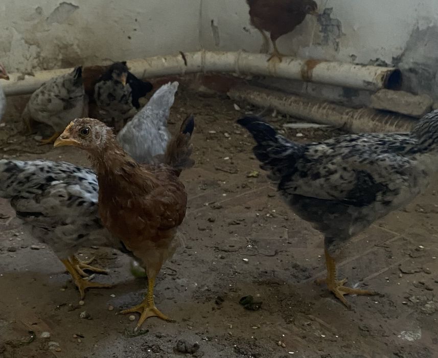 Продам кур домашние. Пишите на  ватсап.