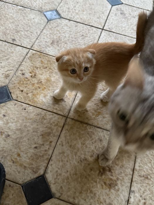 Продаются котята