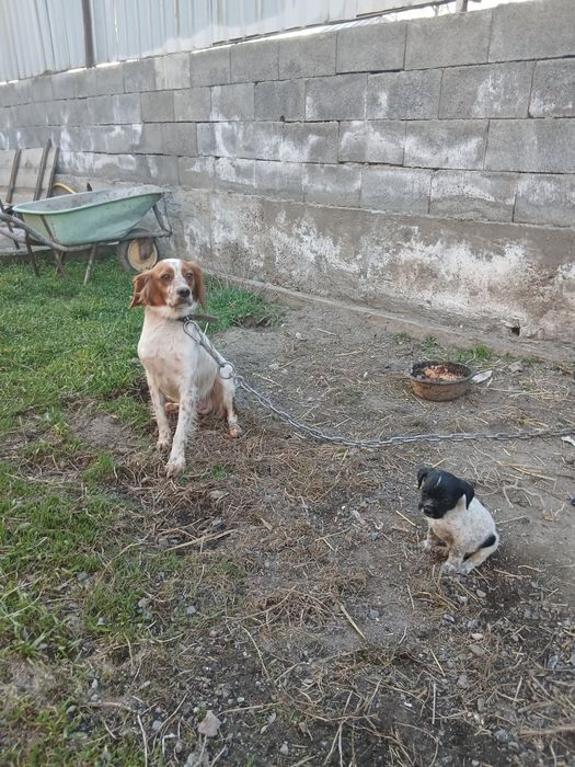 Продам щенка эпаньоль бретона