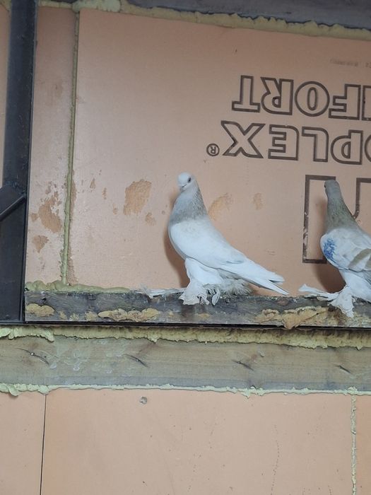 Продам голубей игра гребля тяга