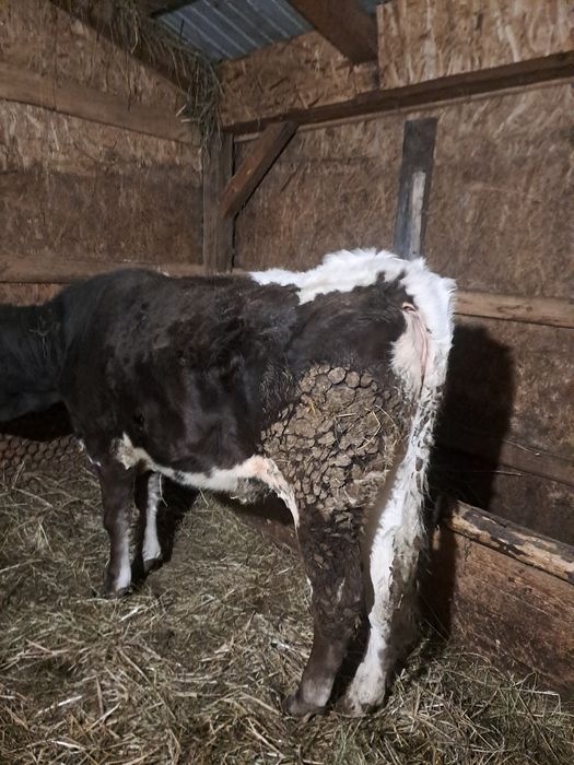 Vând vitea de ținut