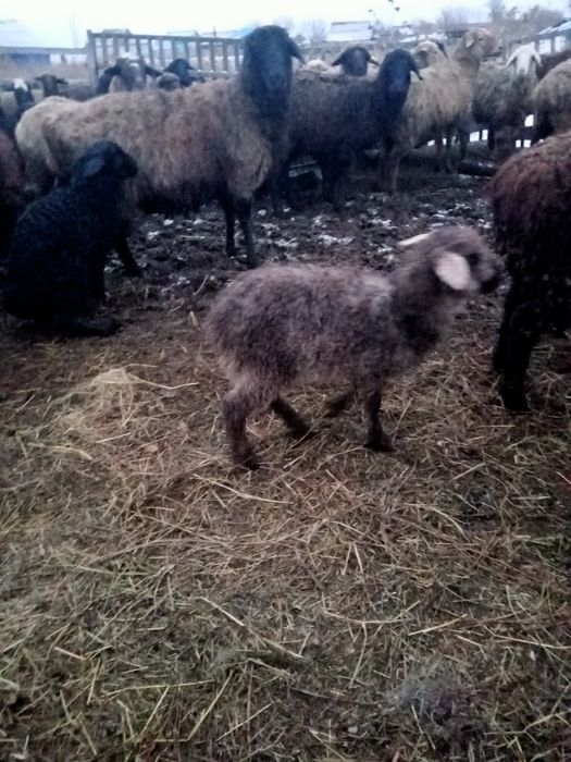 Продаются овечки с ягнятами