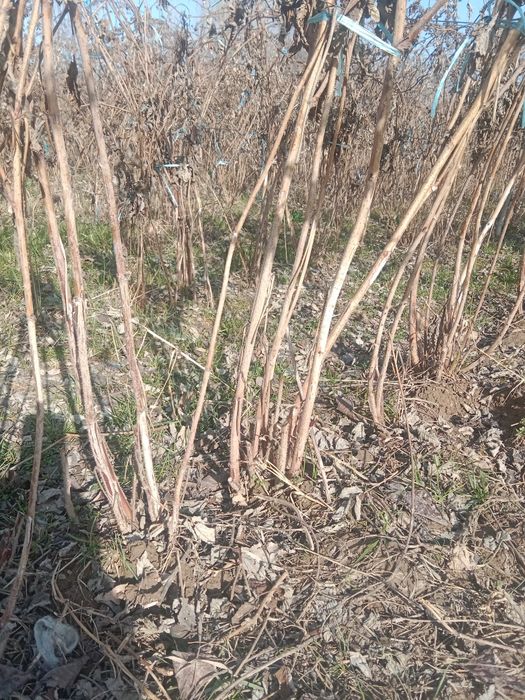 Malina kochat sotiladi 10000