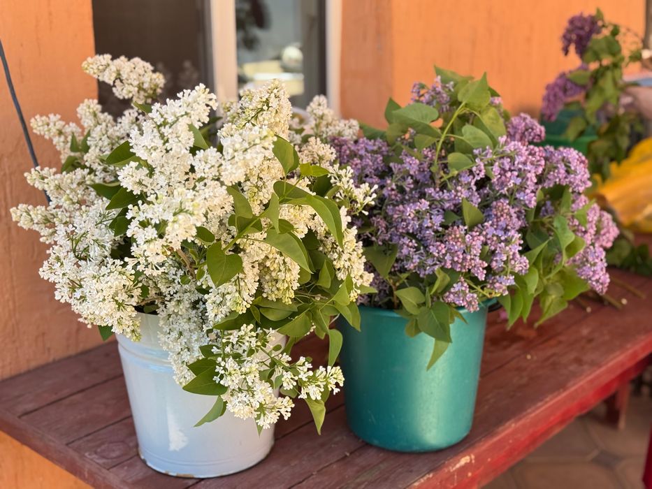 Цветы и букеты с оформлением