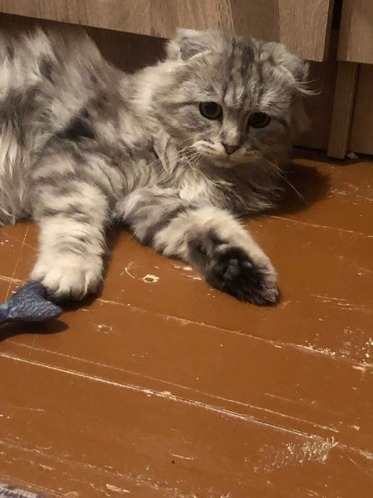 Вислоухая девущка-кошка