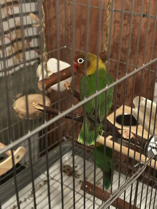 Попугаи неразлучники