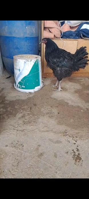 Қораз сатылады..