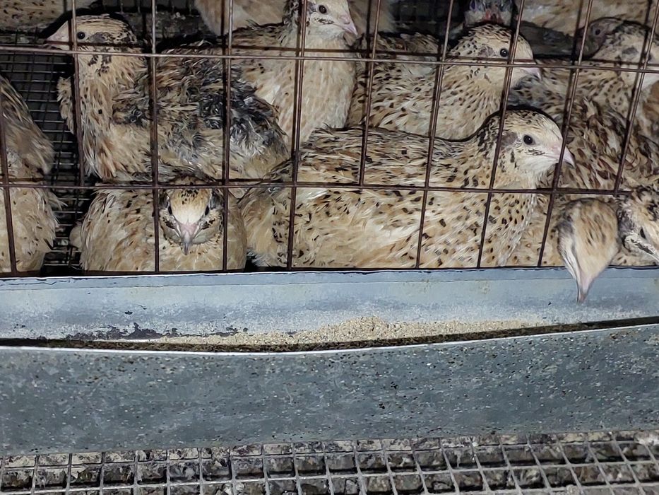 Суточные перепела вывод 19февраля на заказ