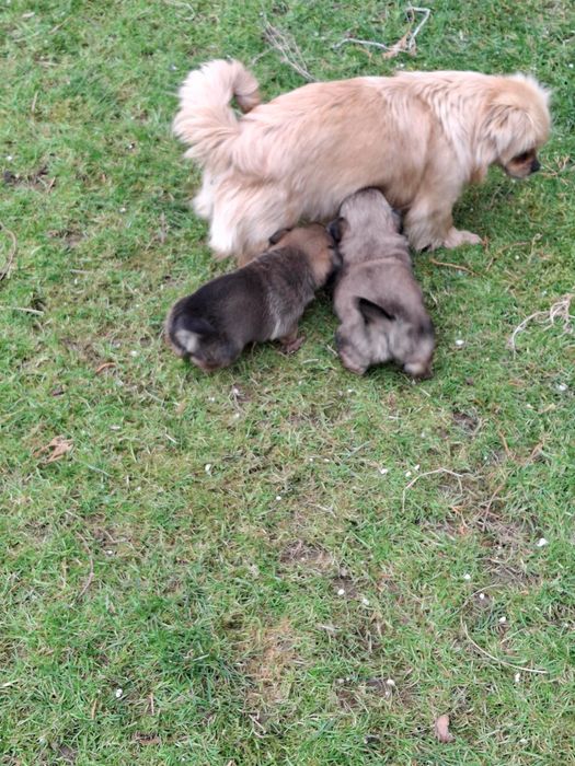 Donez caini pechinez