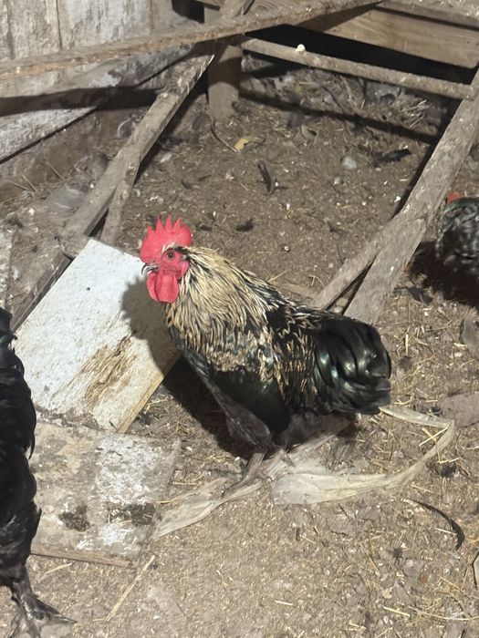 Продам петухов брамо