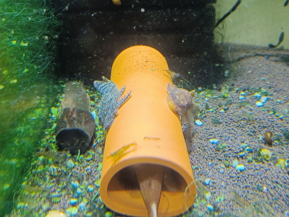 Сомики анциструсы