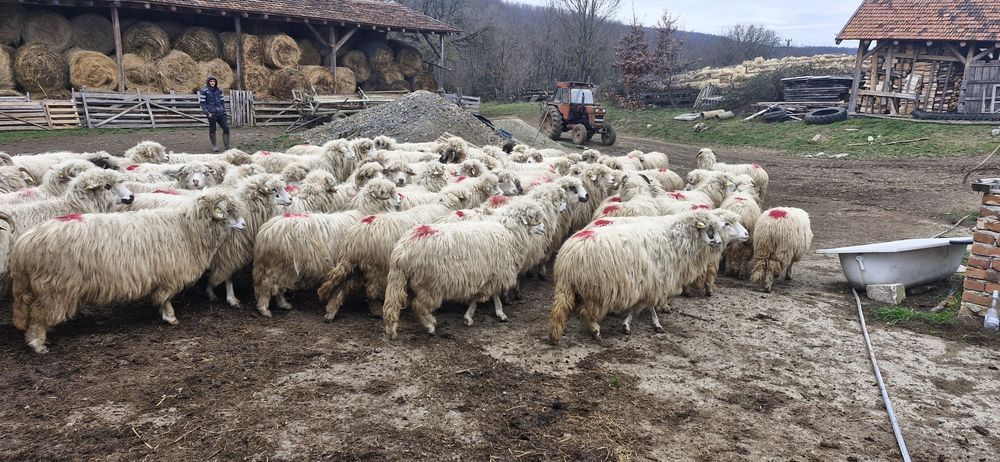 Vand 70 de oi gestante