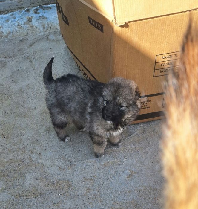 Кушик щенок смесь