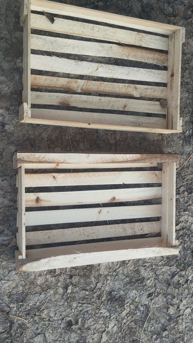 Pamidor yashila har xil razmerla bor