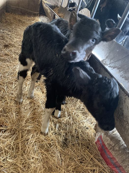 Ангус бұзаулар бар