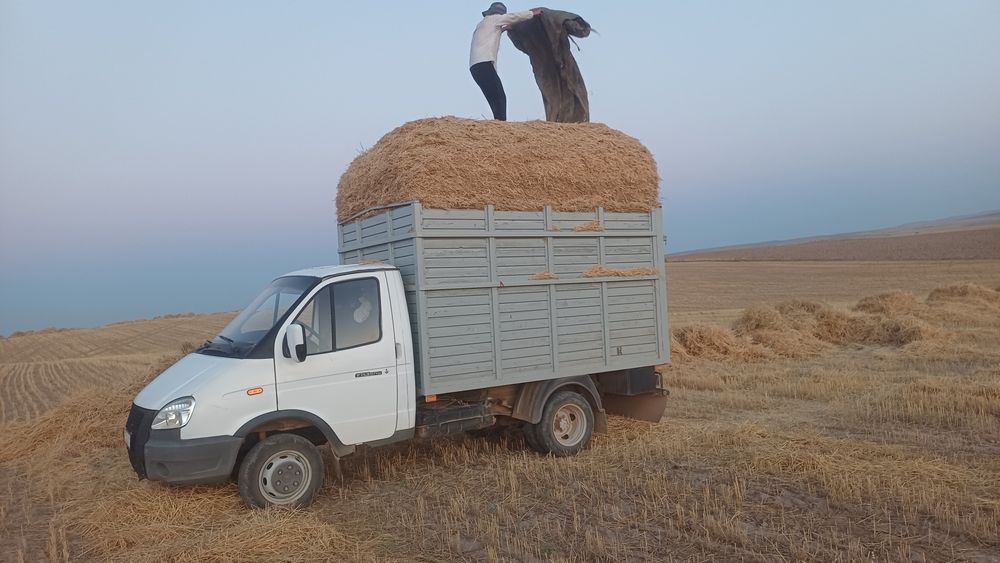 Мақсары топан сатылады