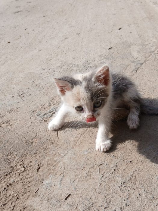 Мысыққққққққққққққ