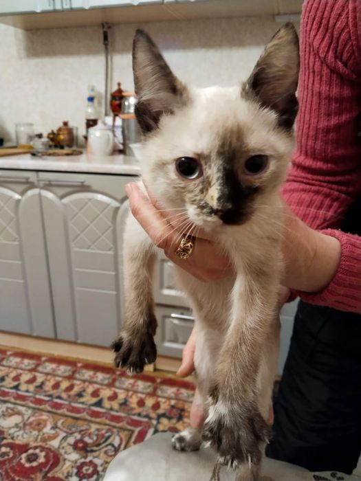 Котята  в добрые руки