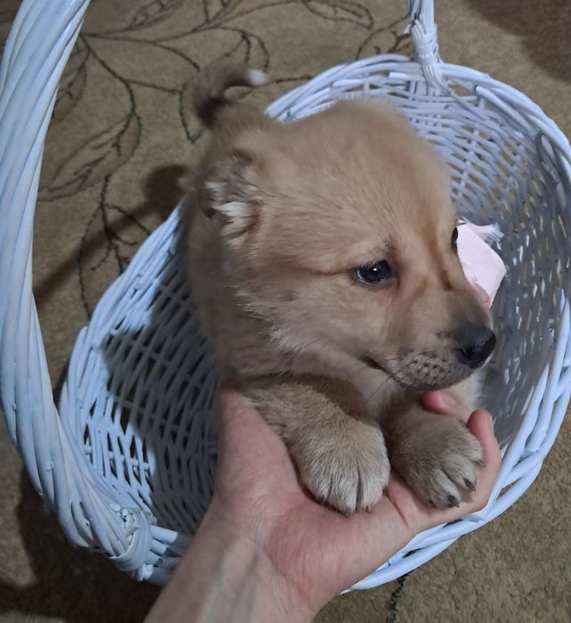 Щенок девочка в добрые руки