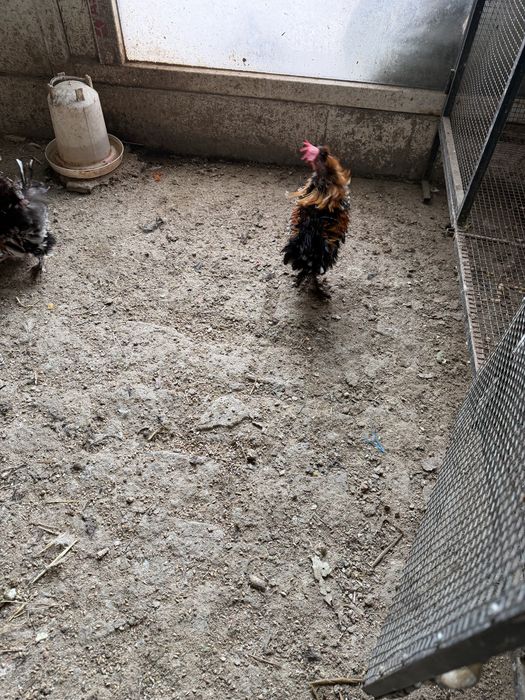 Кудрявый петухи молодый