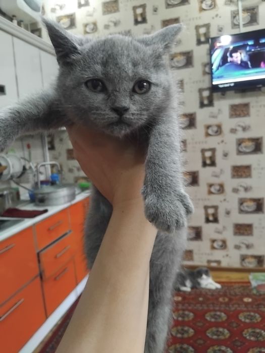 Скотиш страдает  сотилади