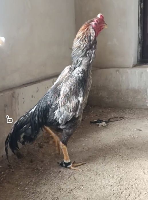 Tuxumi sotiladi Дакан шамо жужалари ва тухумлари со