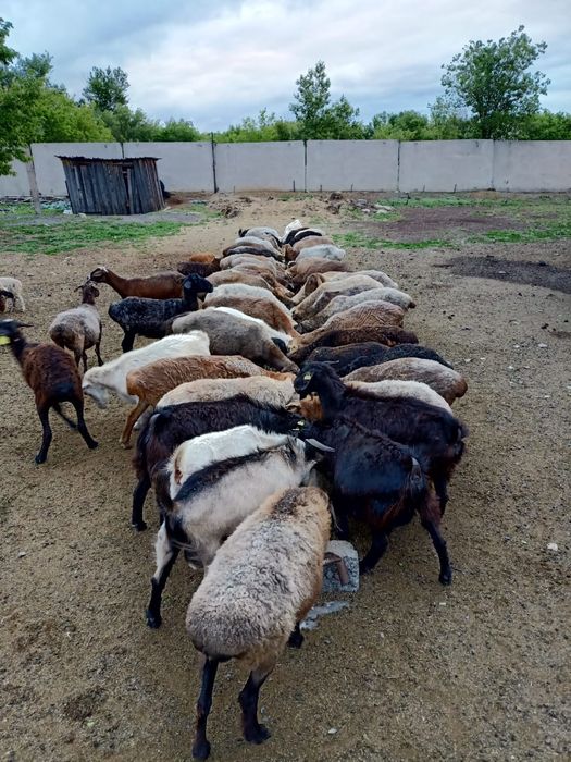 Дом в аренду для рабочих