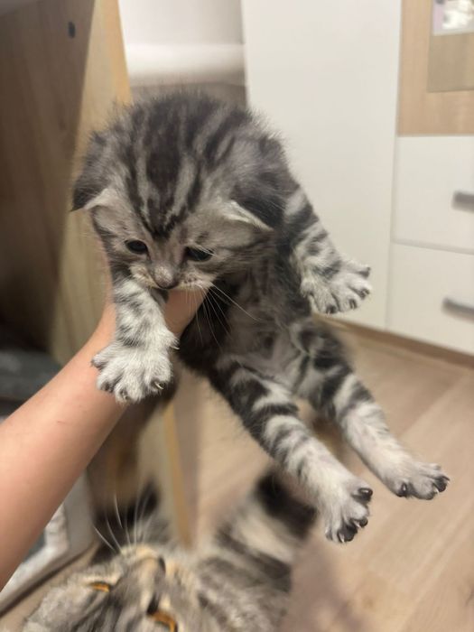 Продаётся! шотландский скоттиш фолд!