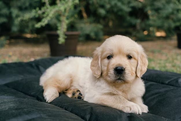 Pui Golden Retriever FCI – 8 săptămâni – Disponibil pentru rezervare