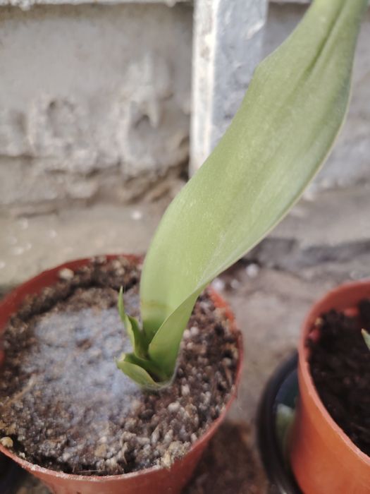 Продавам алое вера и сансеверии