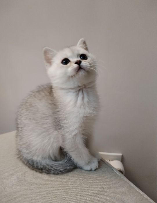 Котята фолд и страйт