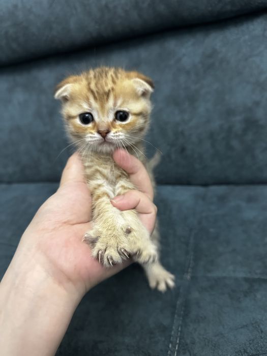 Котенок Шотландская Вислоухая