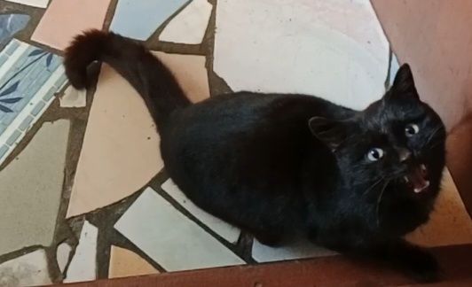 Котенок  мальчик