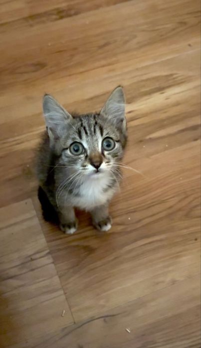 Котята 2,5 месяца мальчики