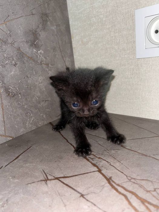 Продаются котята британской шиншиллы