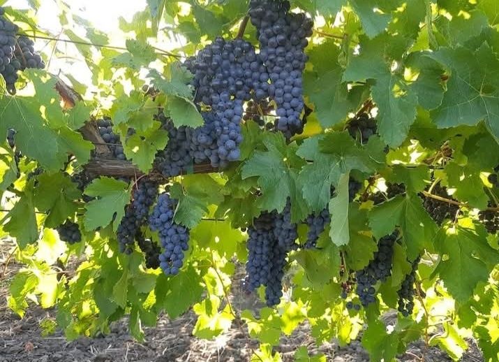 Vând struguri de vin