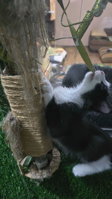 Кот, 4 месяца, зовут Доллар