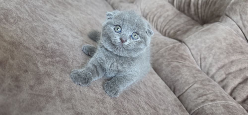 Клепоуха Принцеса
