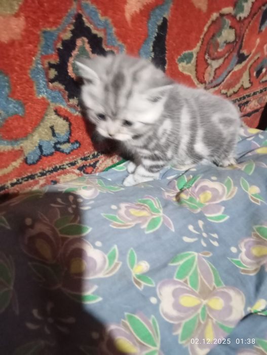 Британские   котята