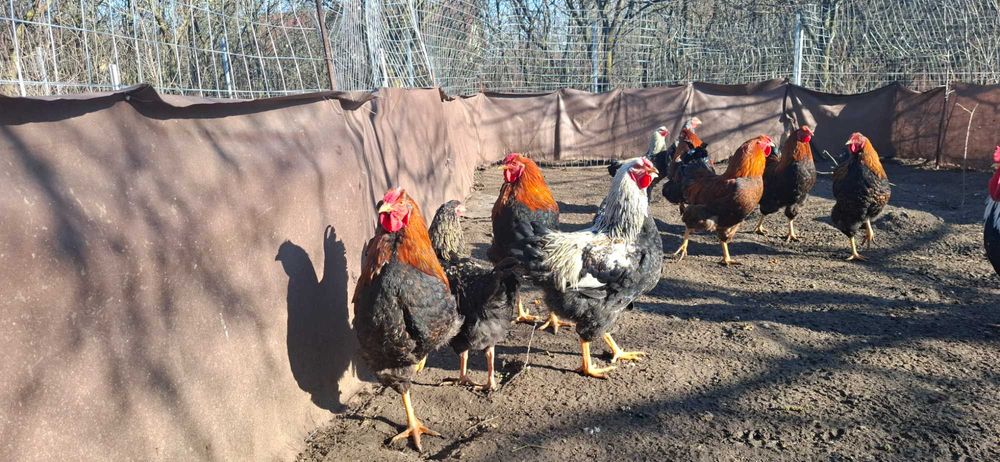 Disponibil cocosi Wyandotte,Australorp,Italiene.