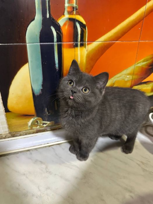 Mushuk scotish strite