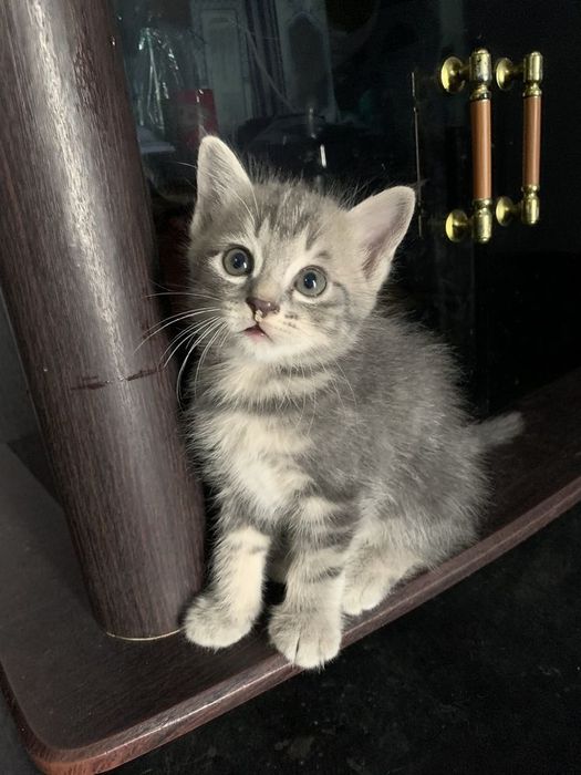 American shorthair
