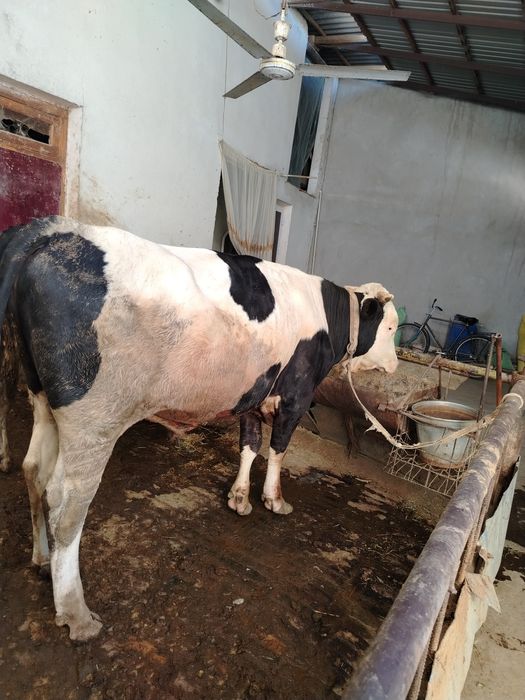 Новвос мол кизил