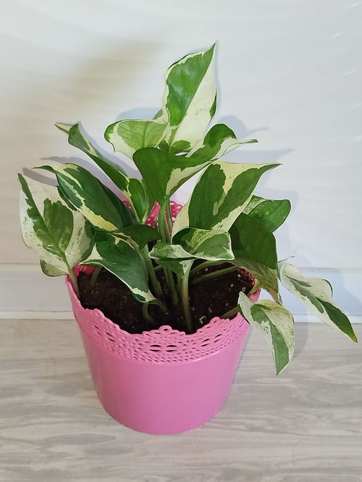 Epipremnum Enjoy