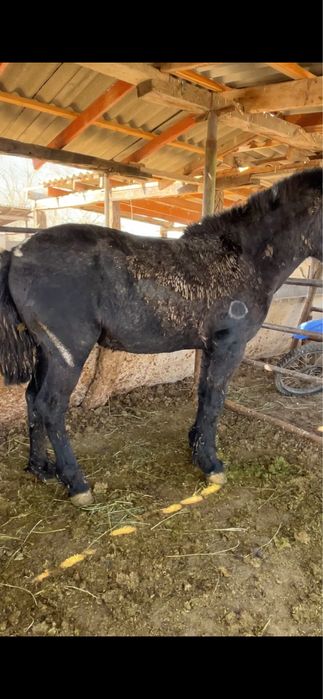 Сатылады семиз жылқы 2,5 жасар