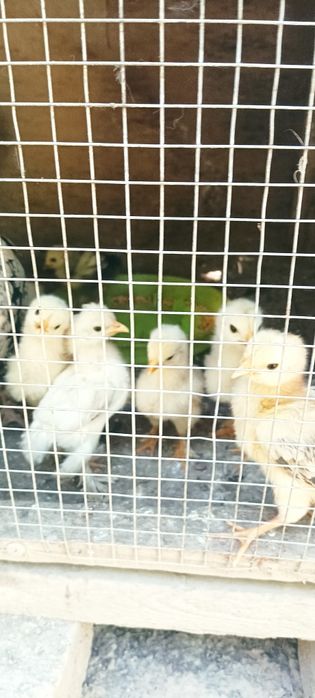 Жужалар бор брама японча 15 кунли нархи 25 35 сумгача