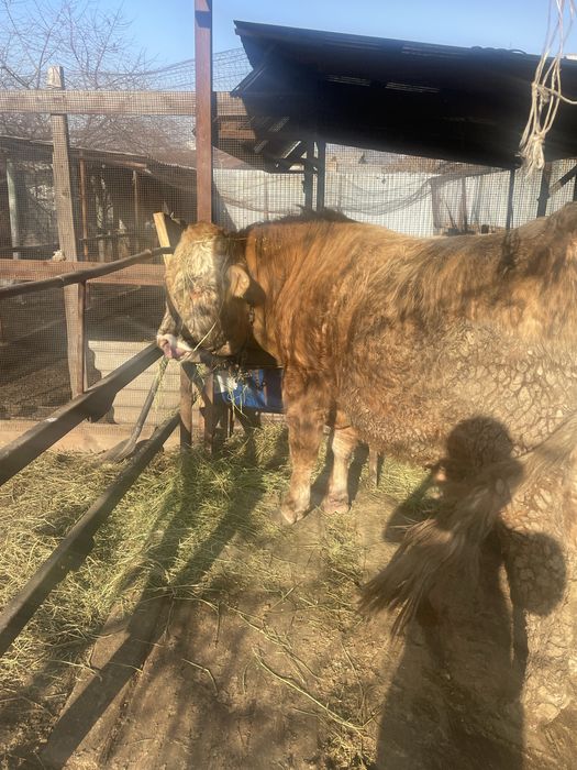 Продам быка, чистый швед