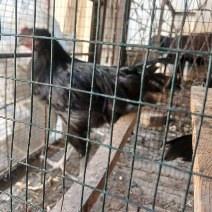 Кора шахзода иккита  хурози сотилади.