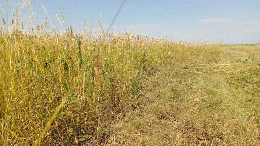 Луговое сено.   .