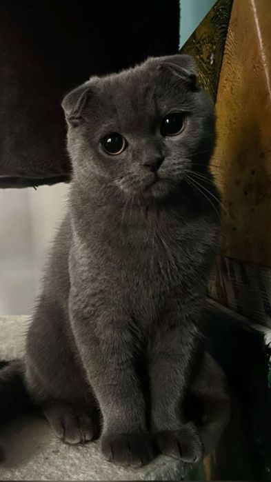 Груминг кошек 4000 АКЦИЯ